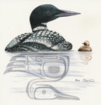 Loon & Chick